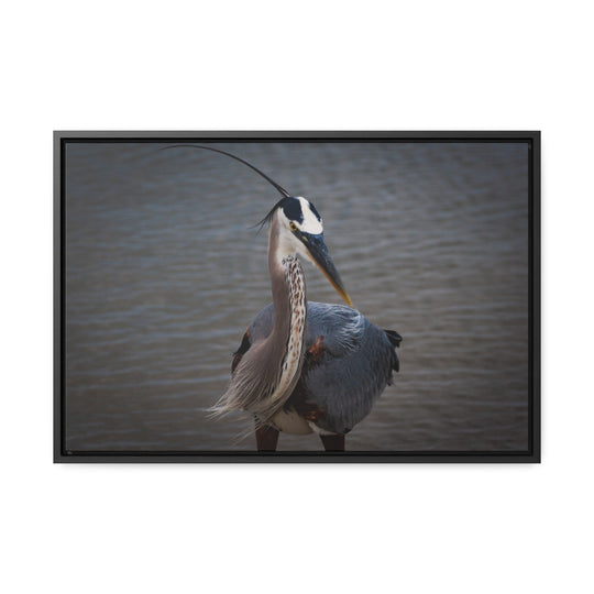 Great Blue Heron - Gallery Canvas Wraps, Horizontal Frame