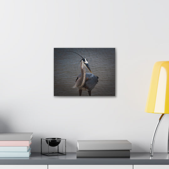 Great Blue Heron Canvas Gallery Wraps