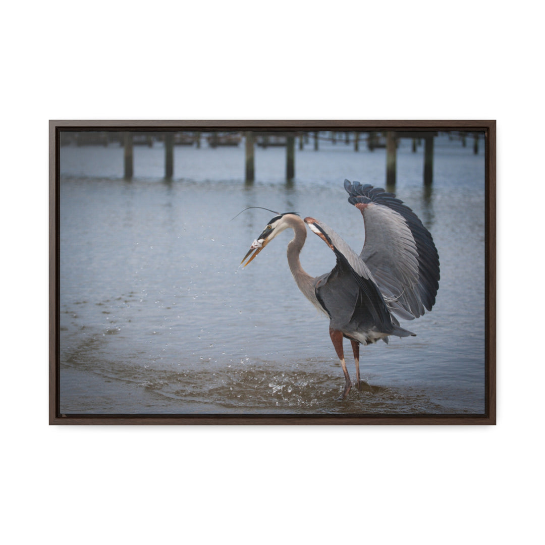 Great Blue Heron - Gallery Canvas Wraps, Horizontal Frame