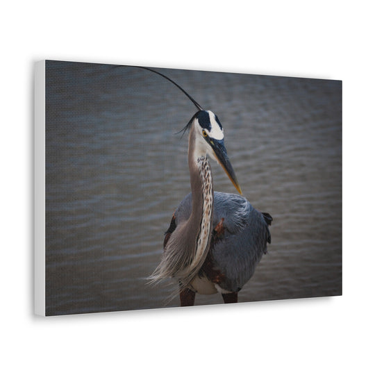 Great Blue Heron Canvas Gallery Wraps