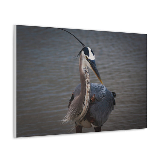 Great Blue Heron Canvas Gallery Wraps