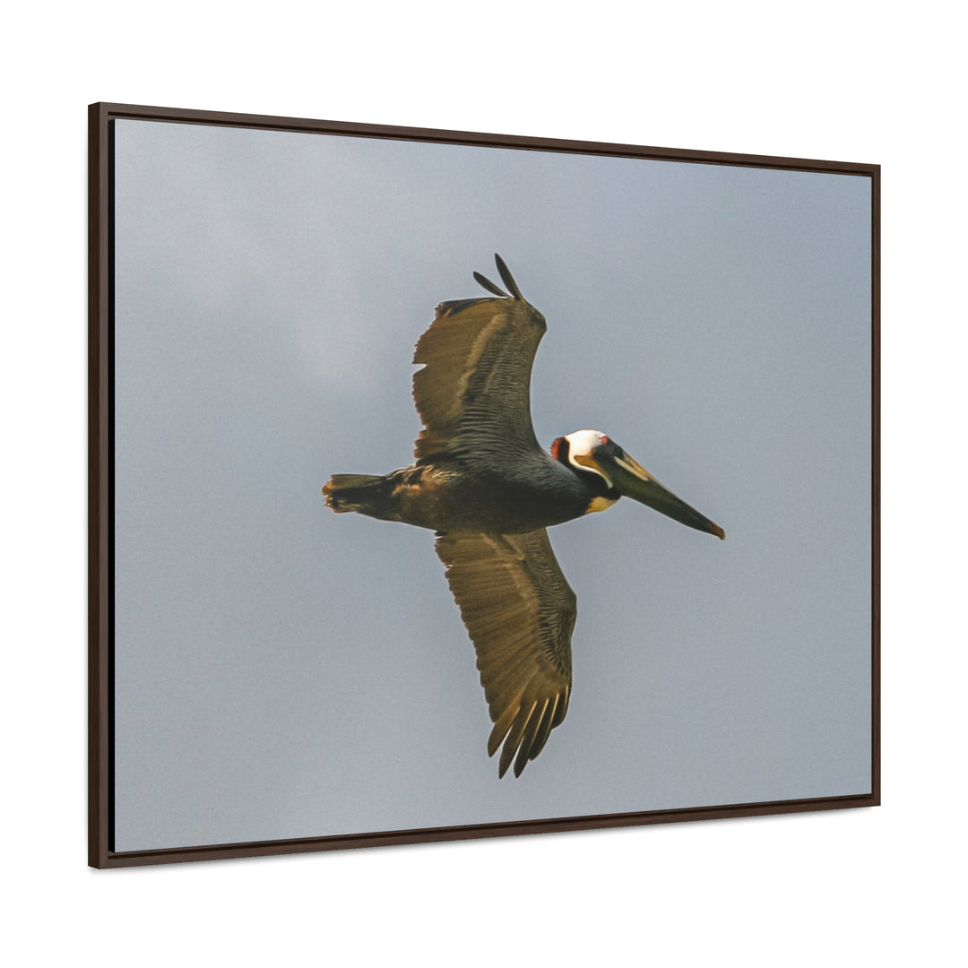 Pelican Flight - Gallery Canvas Wraps, Horizontal Frame