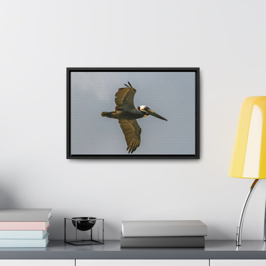 Pelican Flight - Gallery Canvas Wraps, Horizontal Frame