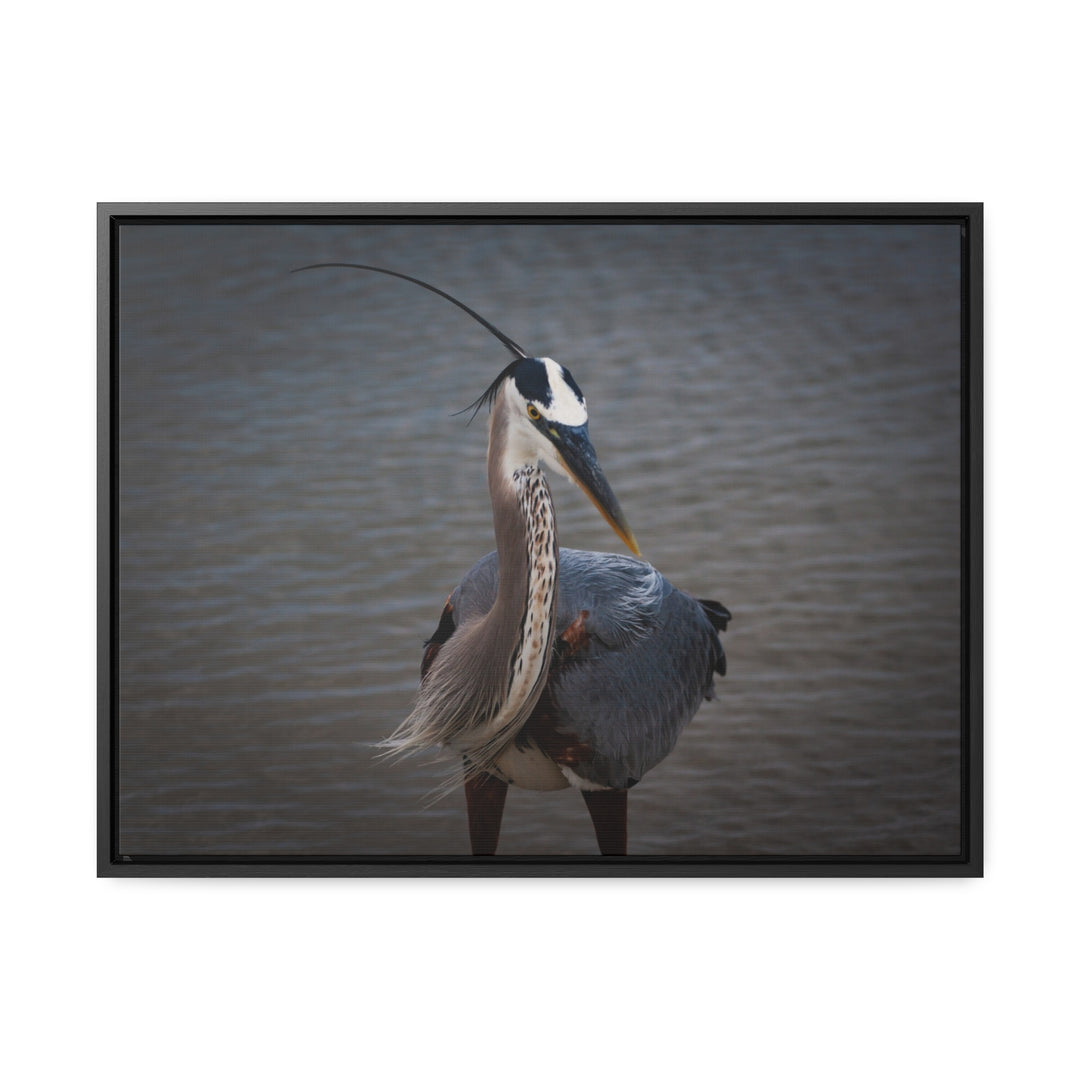 Great Blue Heron - Gallery Canvas Wraps, Horizontal Frame