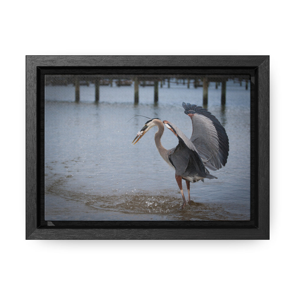 Great Blue Heron - Gallery Canvas Wraps, Horizontal Frame