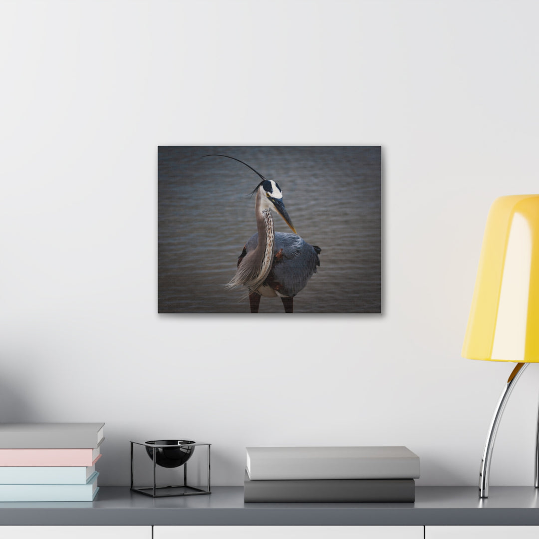 Great Blue Heron Canvas Gallery Wraps