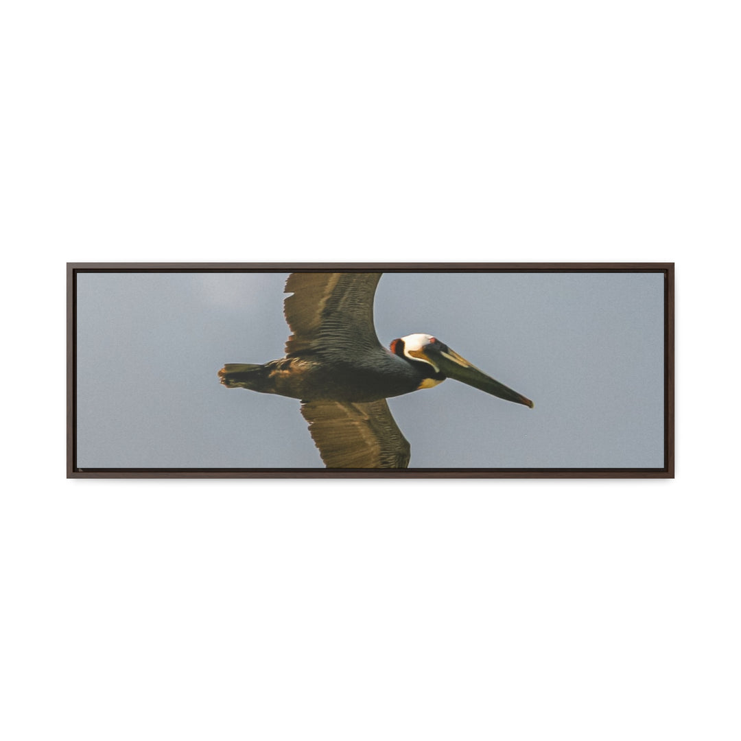 Pelican Flight - Gallery Canvas Wraps, Horizontal Frame