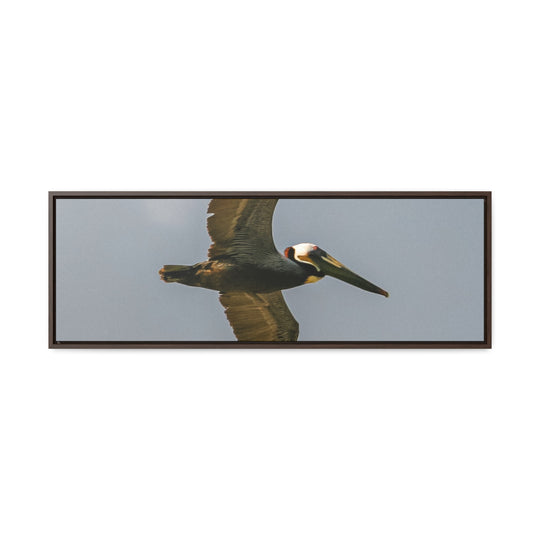 Pelican Flight - Gallery Canvas Wraps, Horizontal Frame