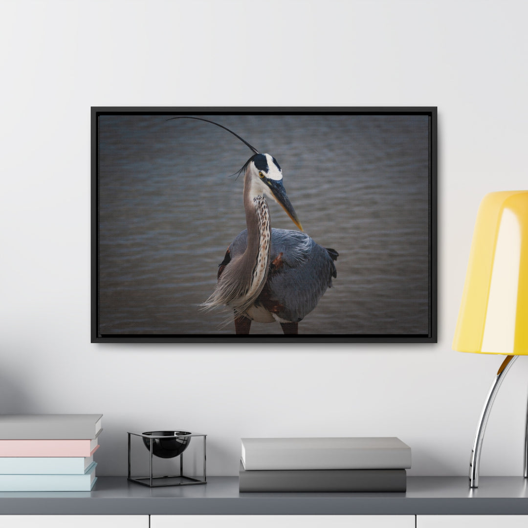 Great Blue Heron - Gallery Canvas Wraps, Horizontal Frame