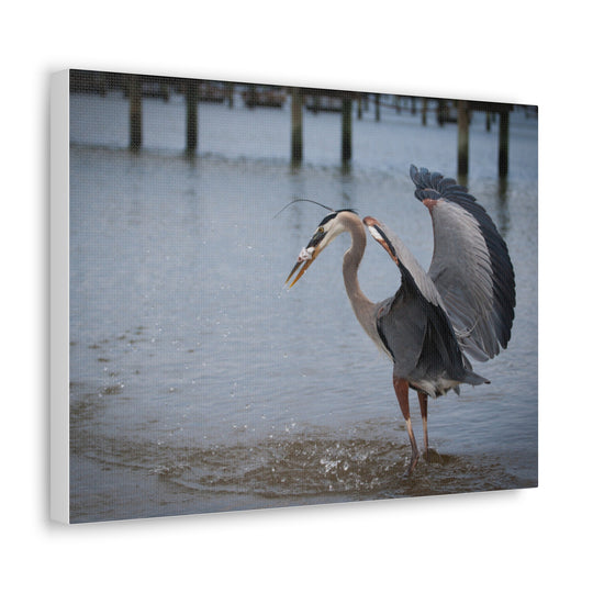 Great Blue Heron Canvas Gallery Wraps