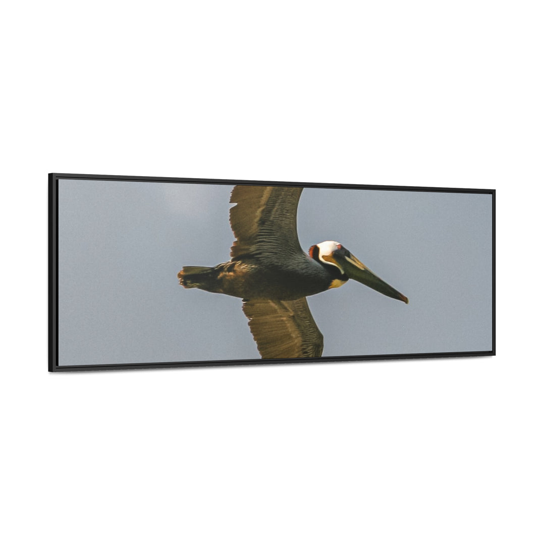 Pelican Flight - Gallery Canvas Wraps, Horizontal Frame