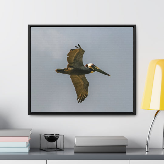 Pelican Flight - Gallery Canvas Wraps, Horizontal Frame