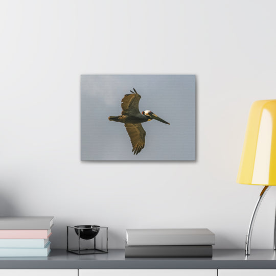 Pelican Canvas Gallery Wraps