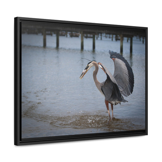 Great Blue Heron - Gallery Canvas Wraps, Horizontal Frame