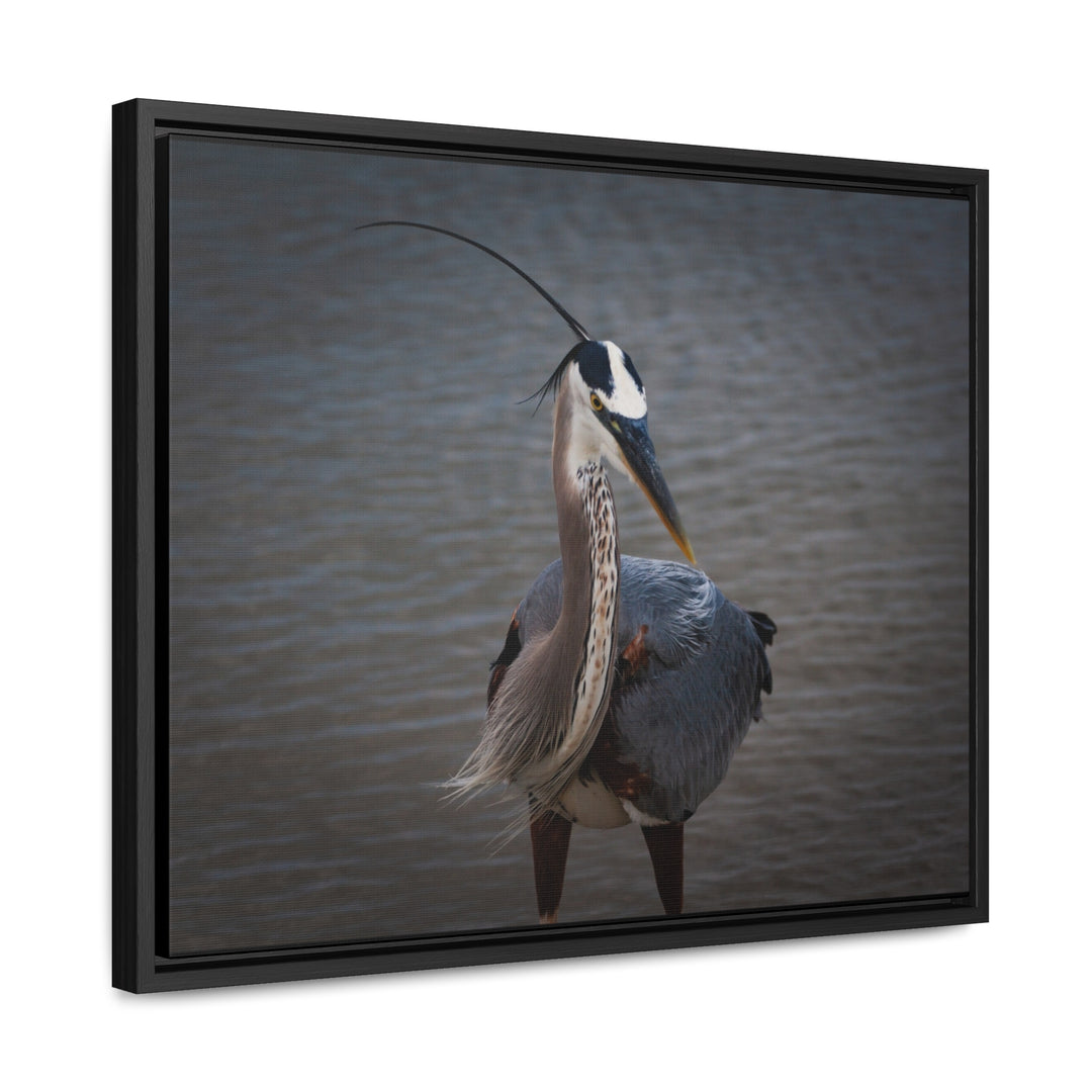 Great Blue Heron - Gallery Canvas Wraps, Horizontal Frame