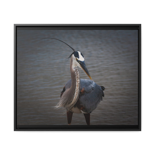 Great Blue Heron - Gallery Canvas Wraps, Horizontal Frame