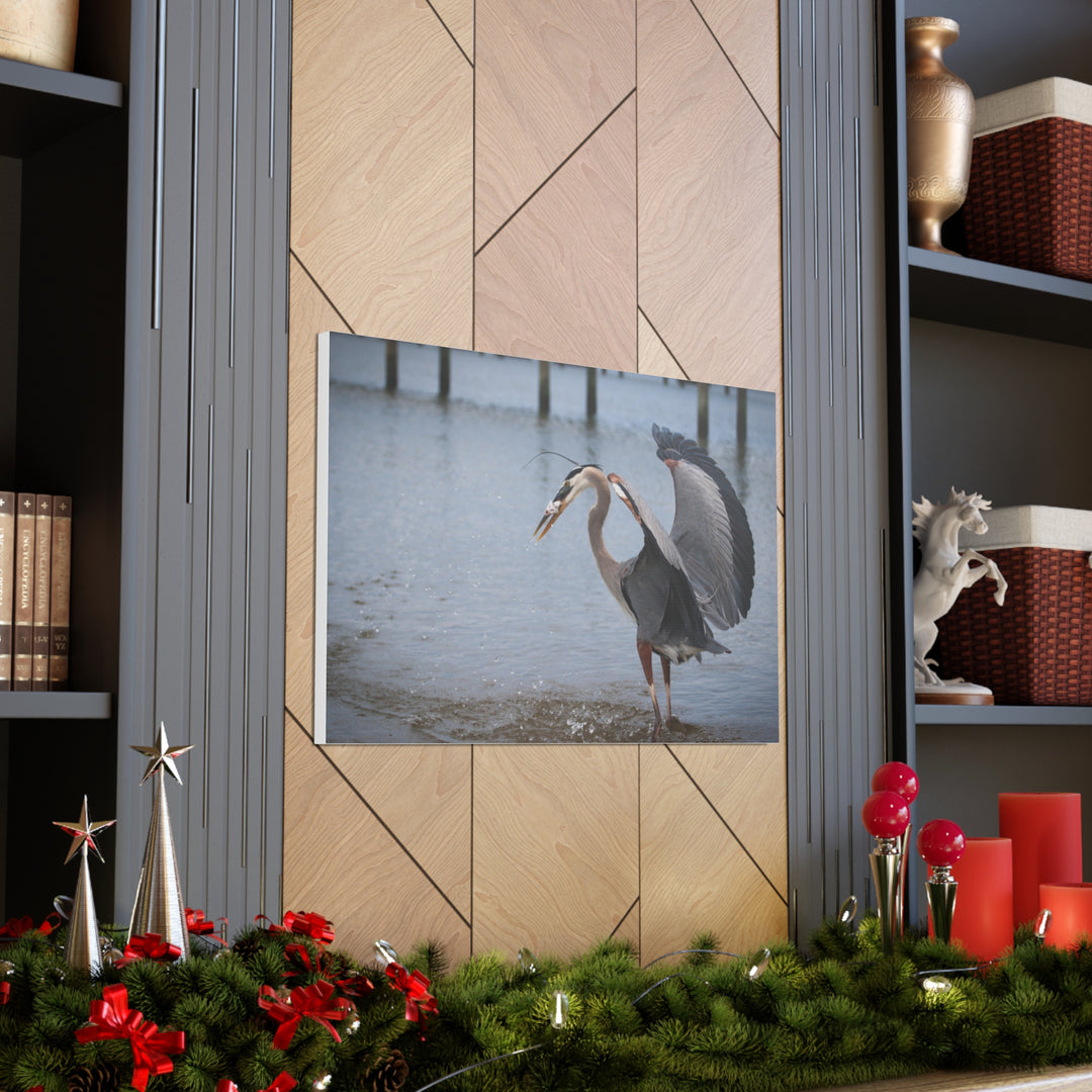 Great Blue Heron Canvas Gallery Wraps