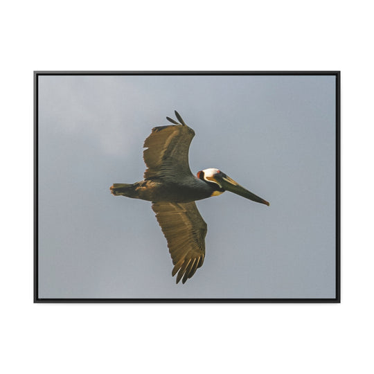 Pelican Flight - Gallery Canvas Wraps, Horizontal Frame