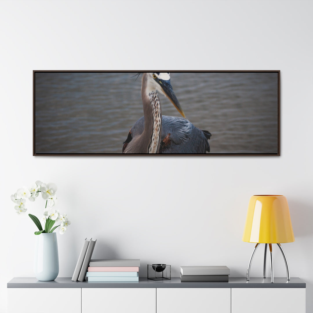 Great Blue Heron - Gallery Canvas Wraps, Horizontal Frame