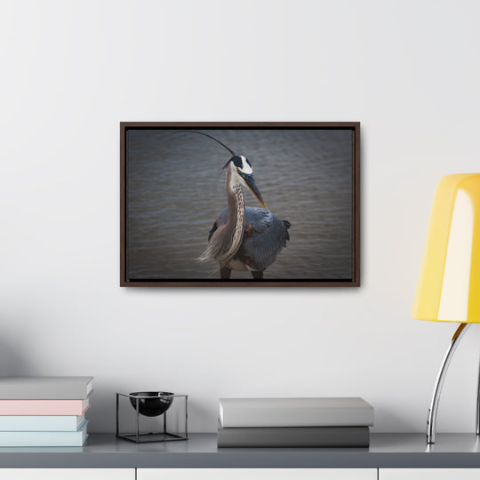 Great Blue Heron - Gallery Canvas Wraps, Horizontal Frame