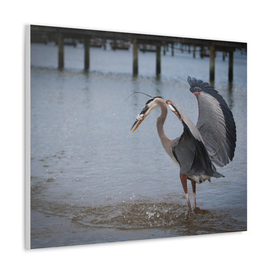 Great Blue Heron Canvas Gallery Wraps