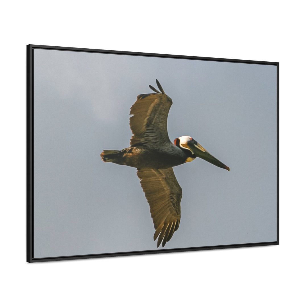 Pelican Flight - Gallery Canvas Wraps, Horizontal Frame