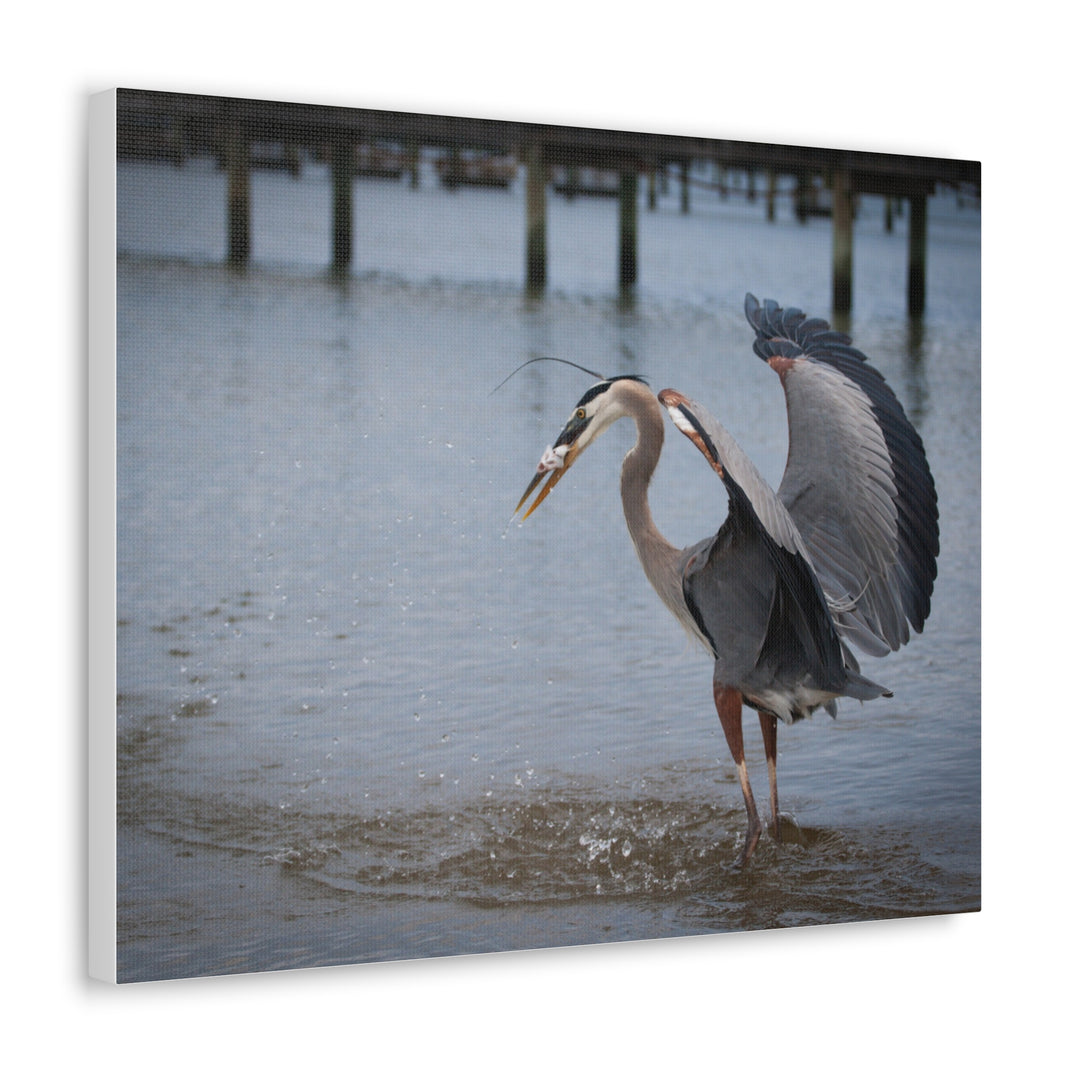 Great Blue Heron Canvas Gallery Wraps