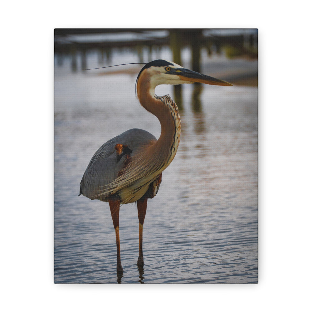 Great Blue Heron Canvas Gallery Wraps