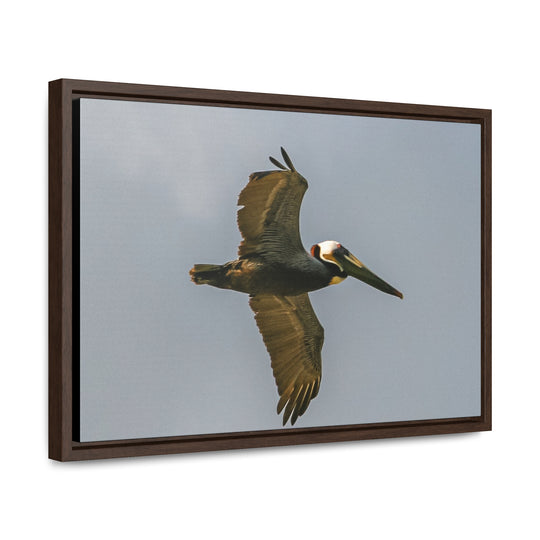 Pelican Flight - Gallery Canvas Wraps, Horizontal Frame