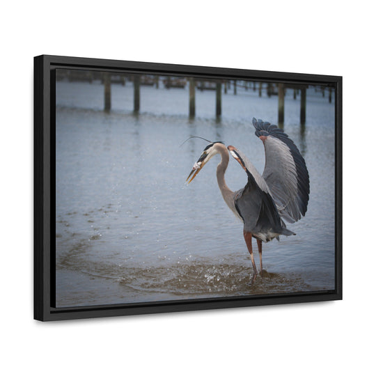 Great Blue Heron - Gallery Canvas Wraps, Horizontal Frame