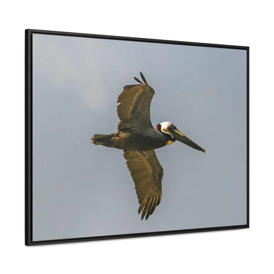 Pelican Flight - Gallery Canvas Wraps, Horizontal Frame