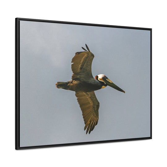 Pelican Flight - Gallery Canvas Wraps, Horizontal Frame