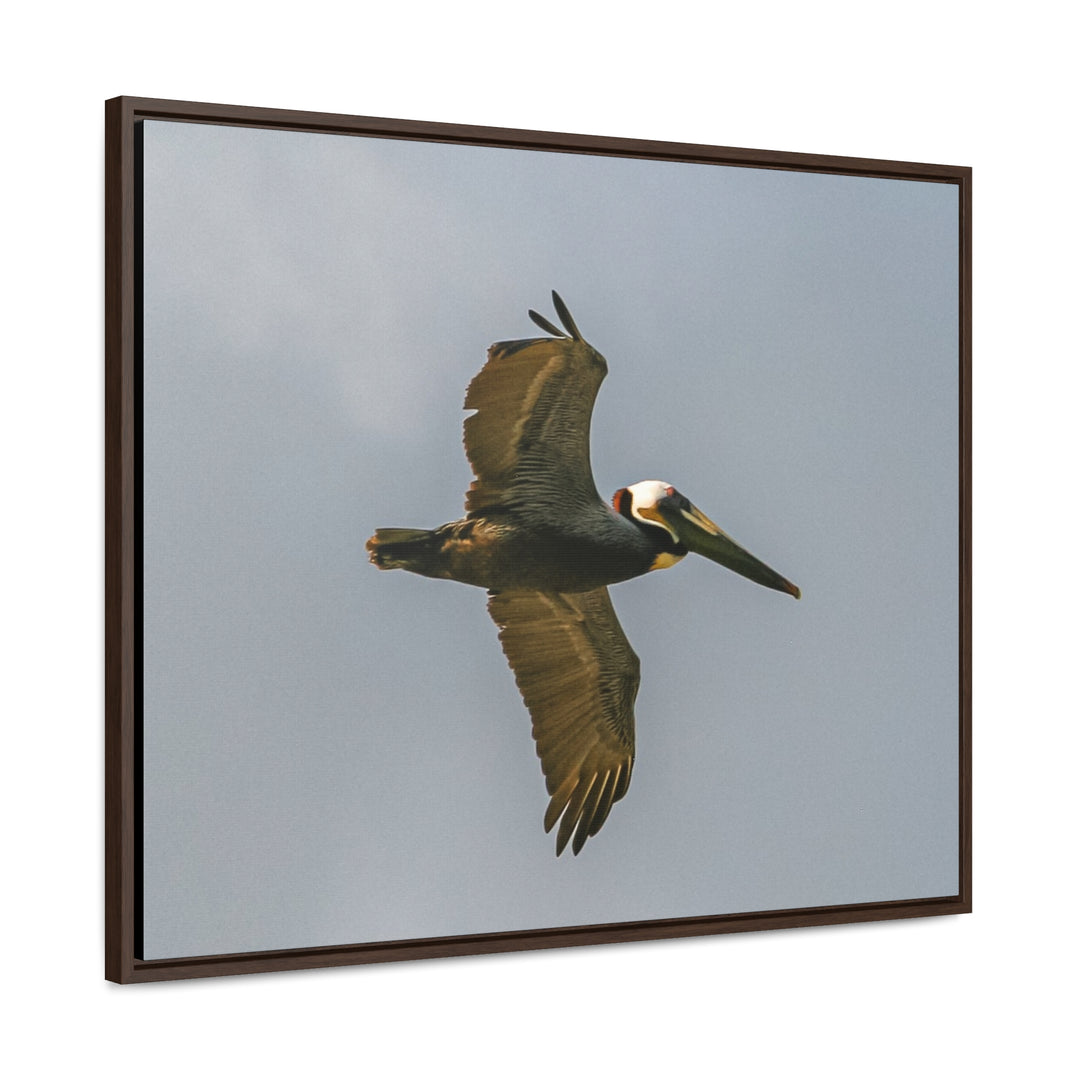 Pelican Flight - Gallery Canvas Wraps, Horizontal Frame