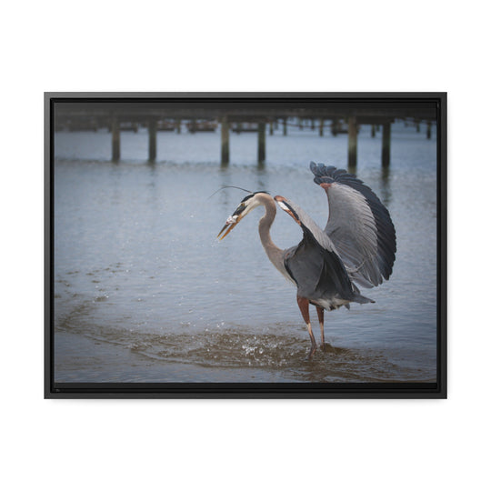 Great Blue Heron - Gallery Canvas Wraps, Horizontal Frame