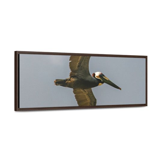 Pelican Flight - Gallery Canvas Wraps, Horizontal Frame