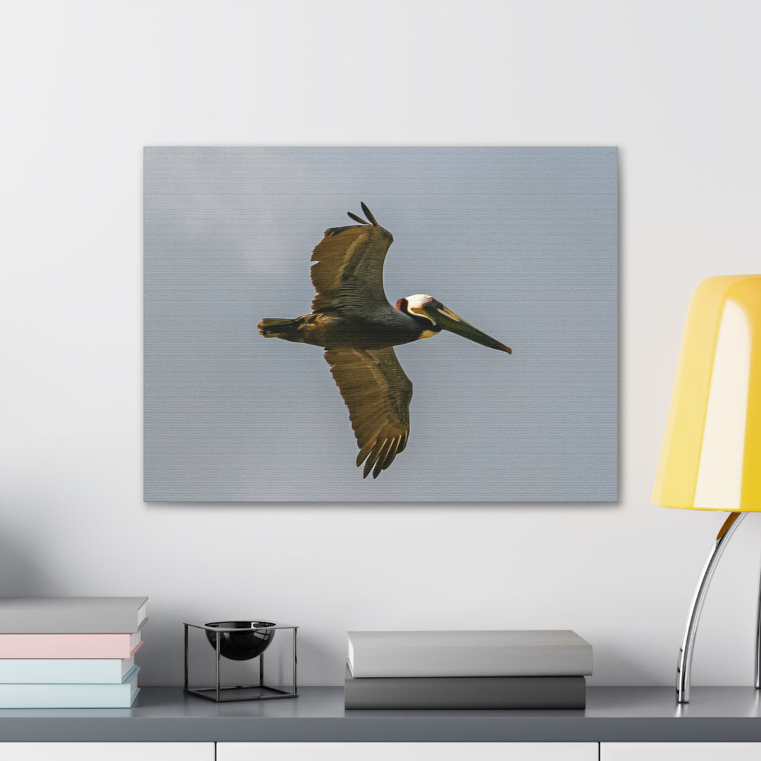 Pelican Canvas Gallery Wraps