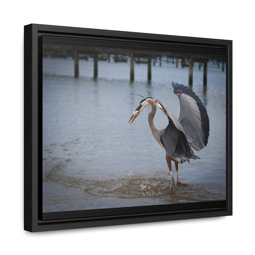 Great Blue Heron - Gallery Canvas Wraps, Horizontal Frame