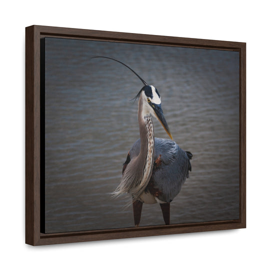 Great Blue Heron - Gallery Canvas Wraps, Horizontal Frame