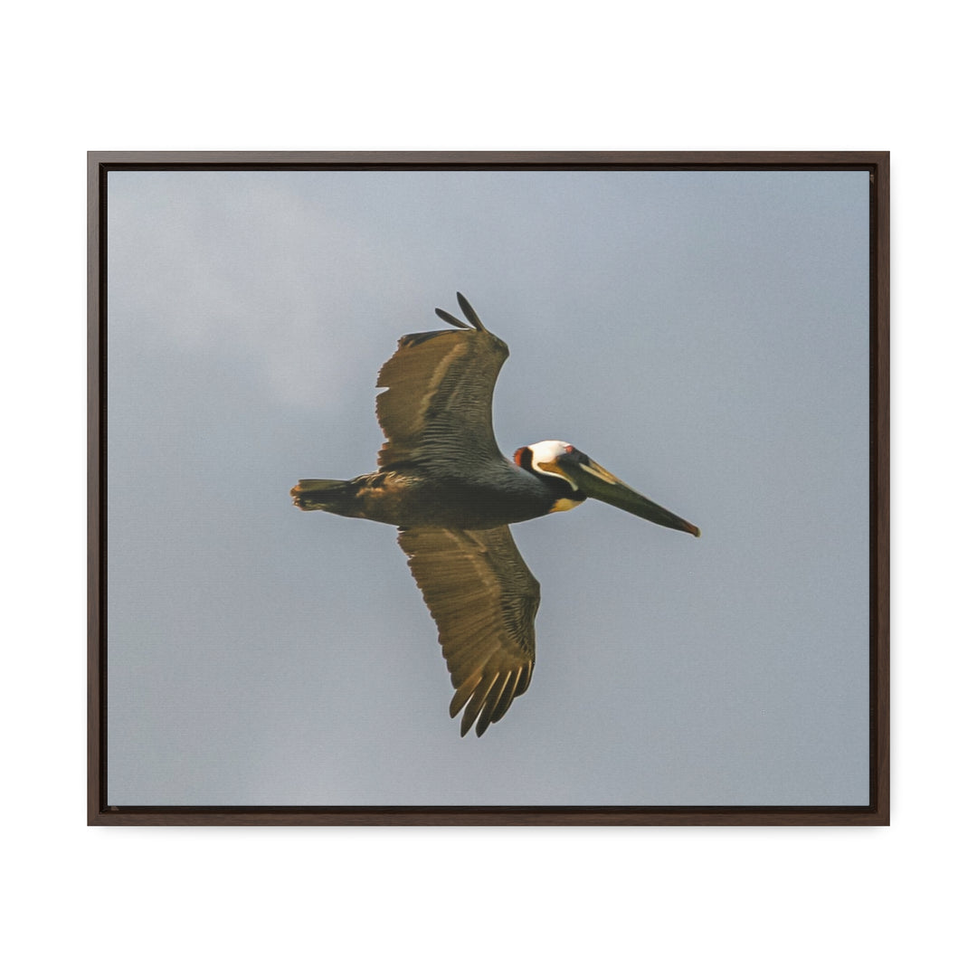 Pelican Flight - Gallery Canvas Wraps, Horizontal Frame