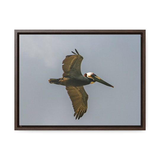 Pelican Flight - Gallery Canvas Wraps, Horizontal Frame