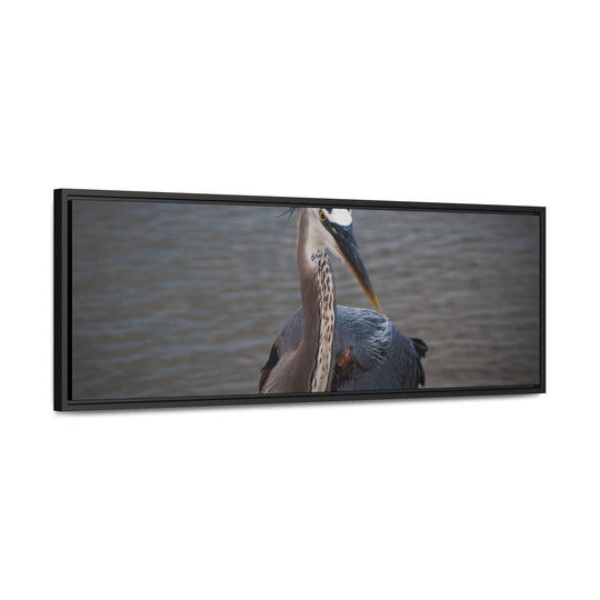 Great Blue Heron - Gallery Canvas Wraps, Horizontal Frame