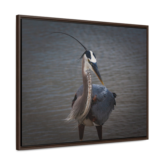 Great Blue Heron - Gallery Canvas Wraps, Horizontal Frame