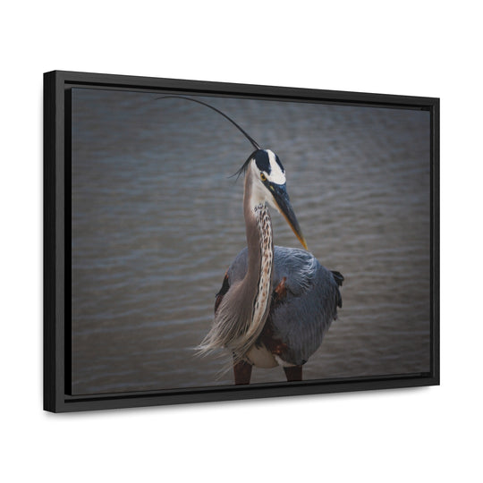 Great Blue Heron - Gallery Canvas Wraps, Horizontal Frame