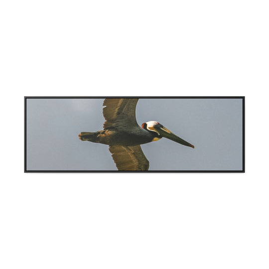 Pelican Flight - Gallery Canvas Wraps, Horizontal Frame