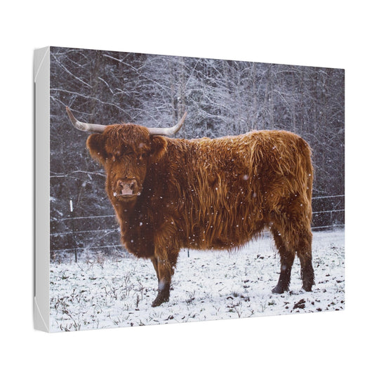 The Ruby Collection - Highland on Classic Stretched Canvas