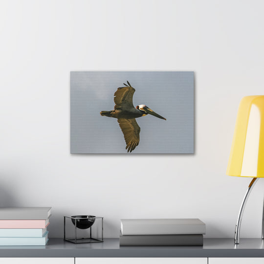 Pelican Canvas Gallery Wraps