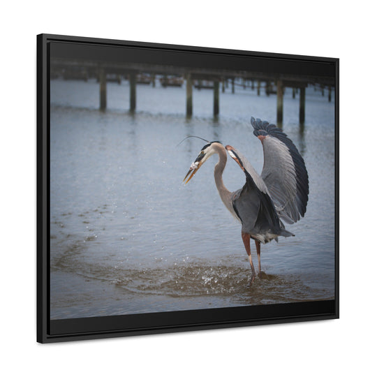 Great Blue Heron - Gallery Canvas Wraps, Horizontal Frame