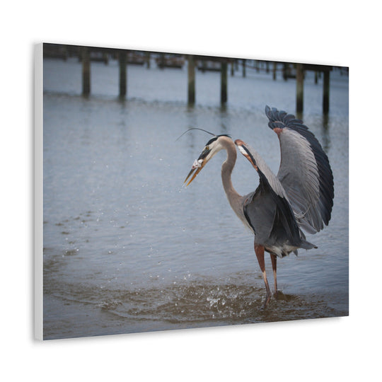 Great Blue Heron Canvas Gallery Wraps