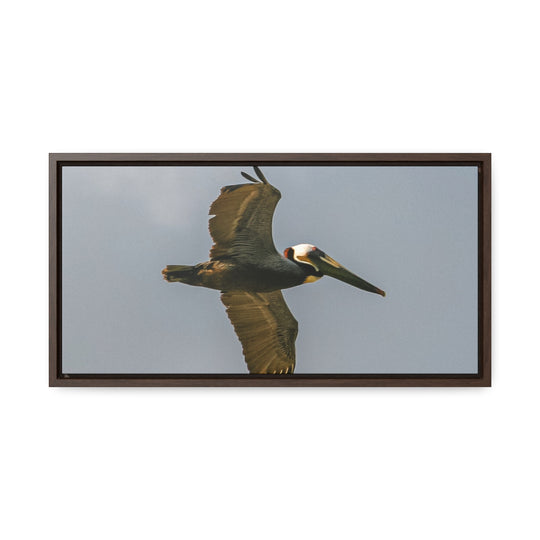 Pelican Flight - Gallery Canvas Wraps, Horizontal Frame