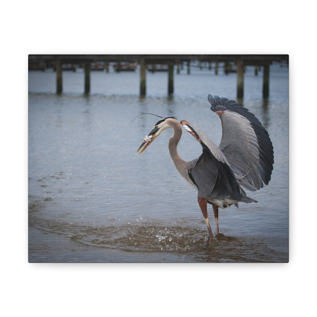 Great Blue Heron Canvas Gallery Wraps